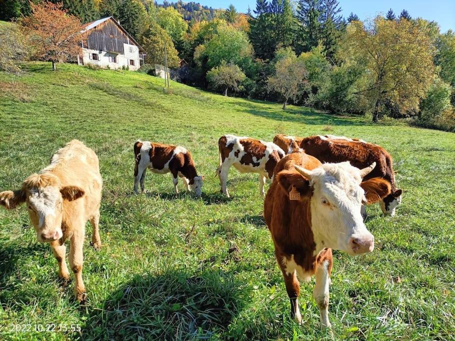 Gite Coeur De Haute-Savoie Viuz-en-Sallaz Exteriör bild